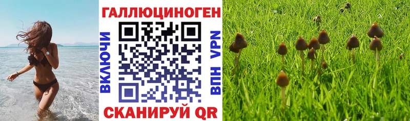 mega tor  Приморск  Галлюциногенные грибы Psilocybine cubensis 